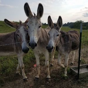 Meet your Posher, Tammy